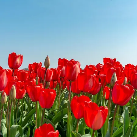 Apartment In Julianadorp Aan Zee With Terrace Apartman *