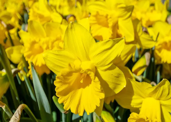 In Julianadorp Aan Zee With Terrace Appartement De Zandloper