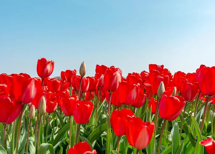 In Julianadorp Aan Zee With Terrace